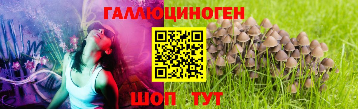 Азнакаево  Псилоцибиновые грибы прущие грибы  закладки  Вход с VPN  Галлюциногенные грибы Cubensis 